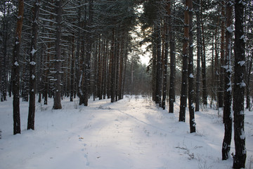 Magical Winter Snow Pine Forest