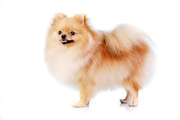 Studio shot of an adorable Pomeranian dog