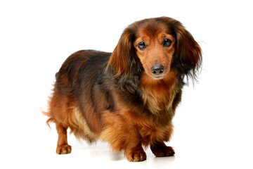 Studio shot of an adorable longhaired Dachshund