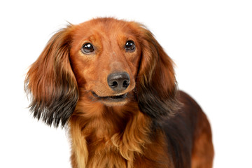Portrait of an adorable longhaired Dachshund