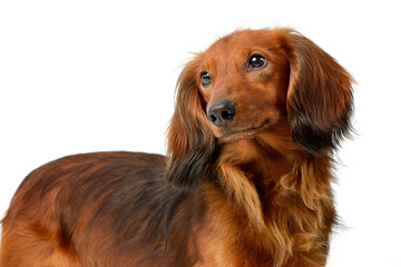 Portrait of an adorable longhaired Dachshund