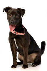 Portrait of an adorable mixed breed puppy