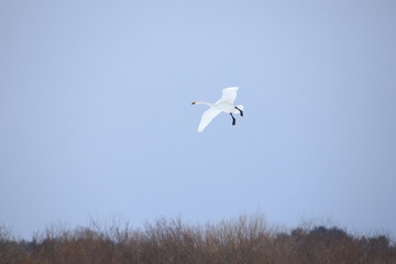 ハクチョウ　Swan
