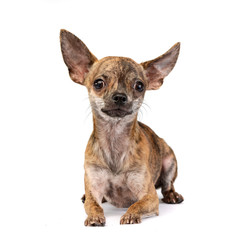 Studio shot of an adorable short haired Chihuahua