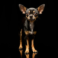 Studio shot of an adorable short haired Chihuahua