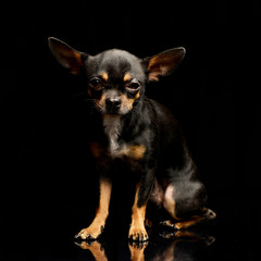 Studio shot of an adorable short haired Chihuahua