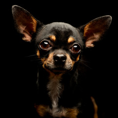 Portrait of an adorable short haired Chihuahua