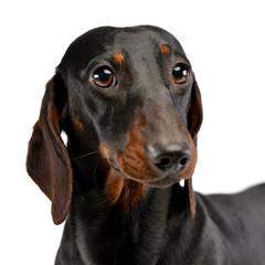 Portrait of an adorable short haired Dachshund