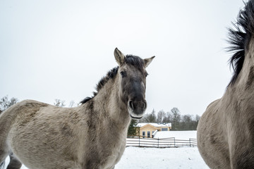 Konik - Polish primitive horse in the winter © Michał Kozera