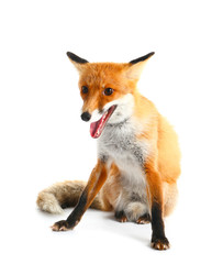 Cute funny fox on white background