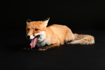 Cute funny fox on dark background