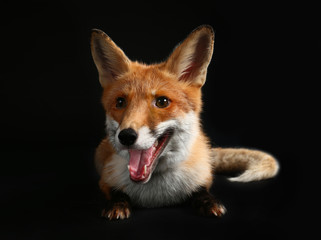 Cute funny fox on dark background