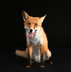 Cute funny fox on dark background