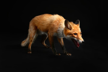 Cute funny fox on dark background