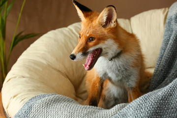 Plakat Cute funny fox on lounge chair at home