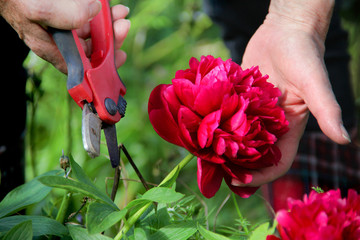 Cutting flowers in the garden. © lisastrachan