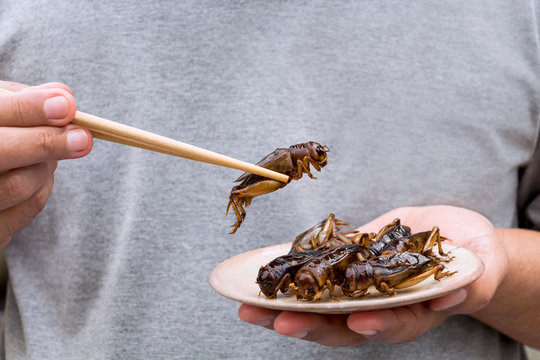 Good grub: 13 edible bugs
