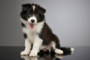 Studio shot of a cute Border Collie puppy