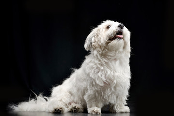 Studio shot of a cute Havanese dog
