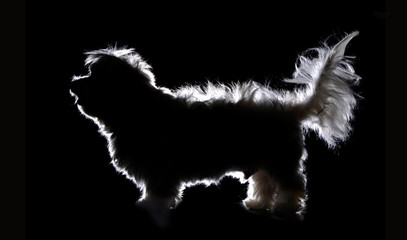 Obraz na płótnie Canvas Silhouette of a cute Havanese dog