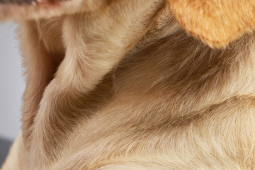 Close studio shot of a mixed breed dog's neck