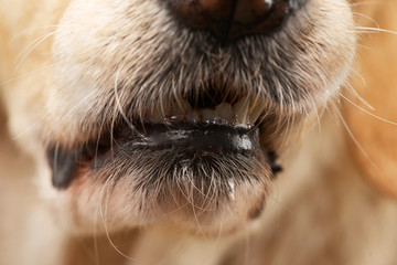 Close studio shot of a mixed breed dog's mouth
