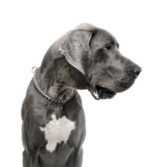 Studio shot of an adorable Great Dane dog