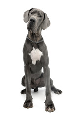 Studio shot of an adorable Great Dane dog