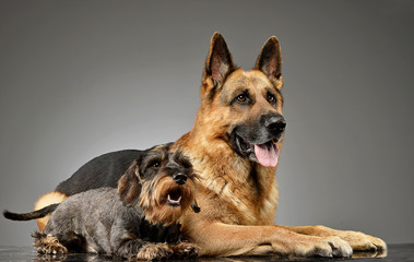 An adorable wire haired Dachshund and a German shepherd dog