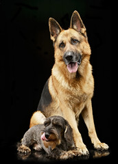 An adorable wire haired Dachshund and a German shepherd dog