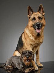 An adorable wire haired Dachshund and a German shepherd dog