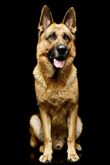 Studio shot of an adorable German shepherd dog