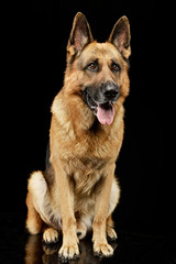 Studio shot of an adorable German shepherd dog