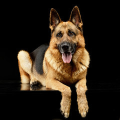 Studio shot of an adorable German shepherd dog