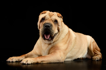 Studio shot of an adorable Shar pei dog