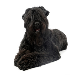 Studio shot of an adorable Black Russian Terrier