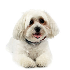 Studio shot of an adorable Havanese dog