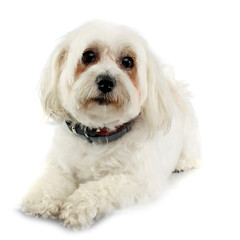 Studio shot of an adorable Havanese dog