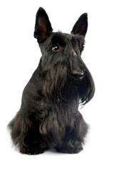 Studio shot of an adorable Scottish terrier