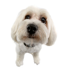 Studio shot of an adorable Havanese dog