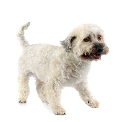 Studio shot of an adorable Havanese dog
