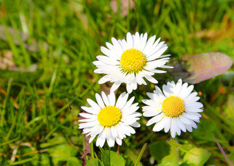 Obraz premium Drei Gänseblümchen im Frühling zusammen in der Wiese