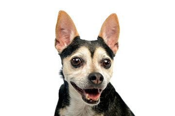 Portrait of an adorable mixed breed dog