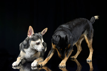 Studio shot of two adorable mixed breed dog