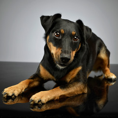 Studio shot of an adorable mixed breed dog