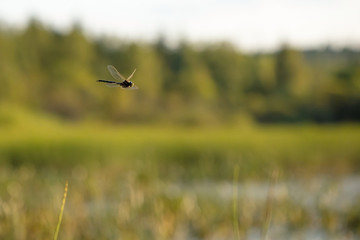Dragonfly in flight. A picture of a flying dragonfly on a summer day.