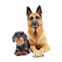 Studio shot of an adorable wire haired Dachshund and a German shepherd