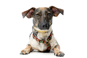 Studio shot of an adorable mixed breed dog
