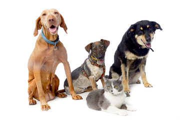 Studio shot of a Hungarian Vizsla, two mixed breed dog and a cat