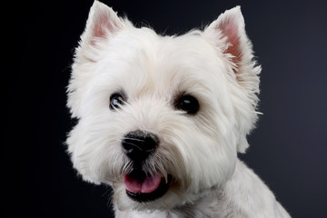 Portrait of a cute west highland white terrier